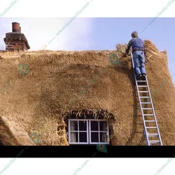 Youngman Aluminum Wall Support Extension Ladder (10X2 Steps)